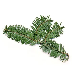 Balsam Fir Single Note Fragrance Oil