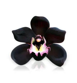 Black Orchid Single Note Fragrance Oil