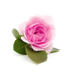 Damask Rose Fragrance Oil