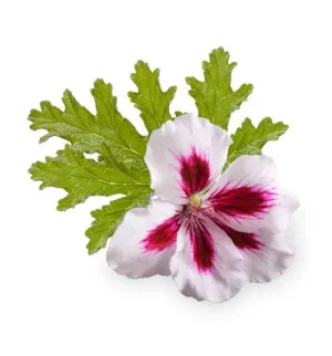 Rose Geranium Single Note Fragrance Oil