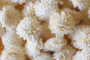 Wholesale/Bulk Sola Wood Zinnias 50 Count / Choose Your Color